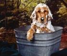 Щенка или маленькая собака принимая ваннm